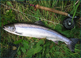 September grilse